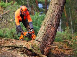 Best Hazardous Tree Removal  in Gastonville, PA